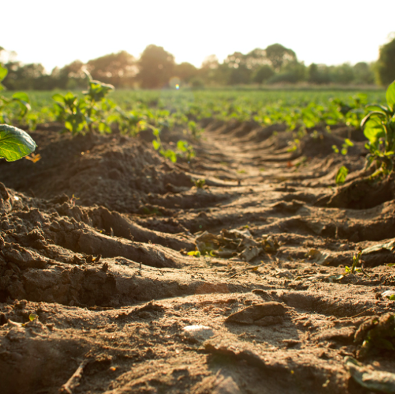 Soil Remediation Process